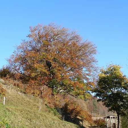 Rombach *
